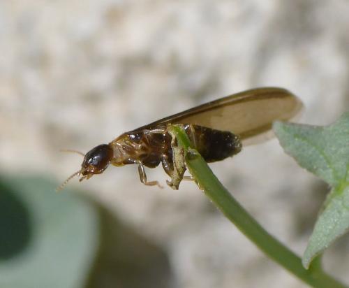Kalotermes flavicollis